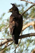 Orel chocholat (Spizaetus occipitalis), okol Arba Minche. Jih, Etiopie.