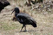 Ibis, Nrodn park Bale Mountain. Jih, Etiopie.