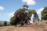 Nrodn park Bale Mountain. Jih, Etiopie.