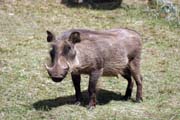 Prase bradavinat. Nrodn park Bale Mountain. Jih,  Etiopie.