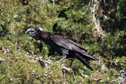 Endemický havran, thick-billed raven (Corvus crassirostris), který žije jen v horách Etiopie a Eritrey. Národní park Bale Mountain. Etiopie.