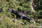 Endemick havran, thick-billed raven (Corvus crassirostris), kter ije jen v horch Etiopie a Eritrey. Nrodn park Bale Mountain. Jih,  Etiopie.
