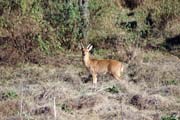 Bohor reedbuck. Nrodn park Bale Mountain. Jih, Etiopie.