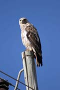 Krahujec malý (Accipiter minullus). Jih,  Etiopie.