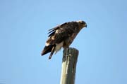 Krahujec mal (Accipiter minullus). Jih, Etiopie.