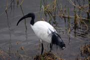 Ibis posvtn (Threskiornis aethiopicus). Etiopie.