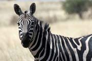Zebra, Nechisar NP. Etiopie.
