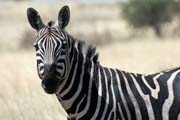 Zebra, Nechisar NP. Jih, Etiopie.