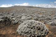 Krajina v N�rodn�m parku Bale mountains. Jih,  Etiopie.