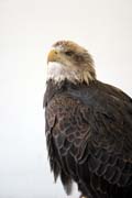 Orel bělohlavý (Haliaeetus leucocephalus), řeka Mississippi, Wabasha, Minnesota. Spojené státy americké.