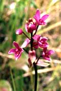Malá orchidej. Indonésie.