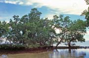 Mangrovnky na ostrov Bunaken. Sulawesi, Indonsie.