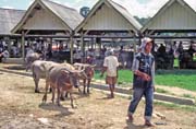 Prodej buvolů na velkém týdenním trhu ve městě Rantepao, oblast Tana Toraja. Indonésie.