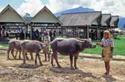 Prodej buvolů na velkém týdenním trhu ve městě Rantepao, oblast Tana Toraja. Indonésie.