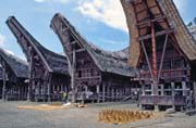 Tradin domy tongkonan, oblast Tana Toraja. Sulawesi,  Indonsie.