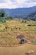 Rýžoviště, oblast Tana Toraja. Indonésie.