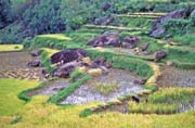 Rýžoviště, oblast Tana Toraja. Indonésie.