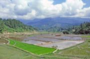 R��ovi�t�, �dol� Mamasa, oblast Tana Toraja. Sulawesi,  Indon�sie.