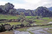 Rýžoviště podél cesty z městěčka Mamasa do Rantepao. Oblast Tana Toraja. Indonésie.