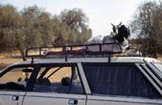 Nejlépe se koza vozí na střeše auta, Podor. Senegal.