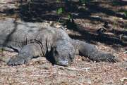 Komodsk varan na ostrov Komodo. Nusa Tenggara, Indonsie.