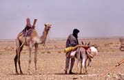 Tuaregové na cestě za novým obydlím. Poušť Sahara. Mali.