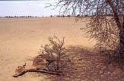 Sahara je nelítostná. Mali.