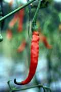 Pole s chilli paprickami u Bukittinggi. Sumatra, Indonésie.