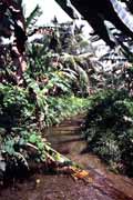 Ostrov Siberut. Sumatra, Indonésie.
