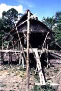 Tradicní mentawajské obydlí. Ostrov Siberut. Sumatra, Indonésie.