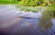 Krokodýl v řece Yellow Water. Národní park Kakadu. Austrálie.