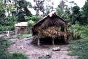 Tradicn mentawajsk obydl. Ostrov Siberut. Sumatra, Indonsie.