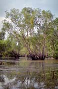Řeka Yellow Water. Národní park Kakadu. Austrálie.