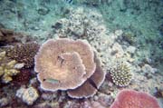 Korály na Velkém korálovém útesu (Great Barrier Reef). Austrálie.