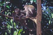 Opice. N�rodn� park Bako. Sarawak,  Malajsie.
