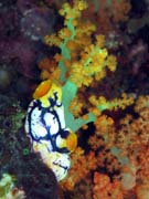 Polycarpa aurata a korály. Potápění u ostrova Bangka, lokalita Sahaung. Sulawesi,  Indonésie.
