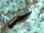 Nembrotha Nudibranch. Potápění u ostrova Bangka, lokalita Sahaung. Sulawesi,  Indonésie.