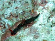 Nembrotha Nudibranch. Potpn u ostrova Bangka, lokalita Sahaung. Indonsie.