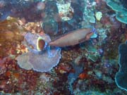Potápění u ostrova Bunaken, lokalita Timur. Sulawesi,  Indonésie.