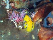 Potápění u ostrova Bunaken, lokalita Timur. Sulawesi,  Indonésie.
