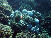 Potápění u ostrova Bunaken, lokalita Timur. Sulawesi,  Indonésie.