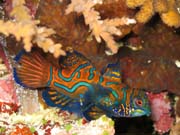 Mandarinfish (Synchiropus splendidus).Potápění u ostrova Bunaken, lokalita Muka Kampung. Sulawesi,  Indonésie.