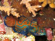 Mandarinfish (Synchiropus splendidus).Potpn u ostrova Bunaken, lokalita Muka Kampung. Indonsie.