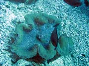 Giant Clam, Potpn u ostrova Bunaken, lokalita Fukui. Indonsie.