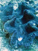 Giant Clam, Potápění u ostrova Bunaken, lokalita Fukui. Indonésie.