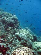 Potápění u ostrova Bunaken, lokalita Fukui. Indonésie.