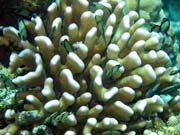 Potápění u ostrova Bunaken, lokalita Fukui. Sulawesi,  Indonésie.