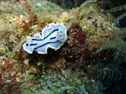 Chromodoris willani nudibranch. Potpn u ostrova Bunaken, lokalita Siladan I. Indonsie.