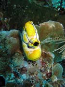 Polycarpa aurata a korály. Potápění u ostrova Bunaken, lokalita Siladan I. Indonésie.