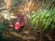 Clown Anenomefish. Potápění u ostrova Bunaken, lokalita Siladan I. Sulawesi,  Indonésie.